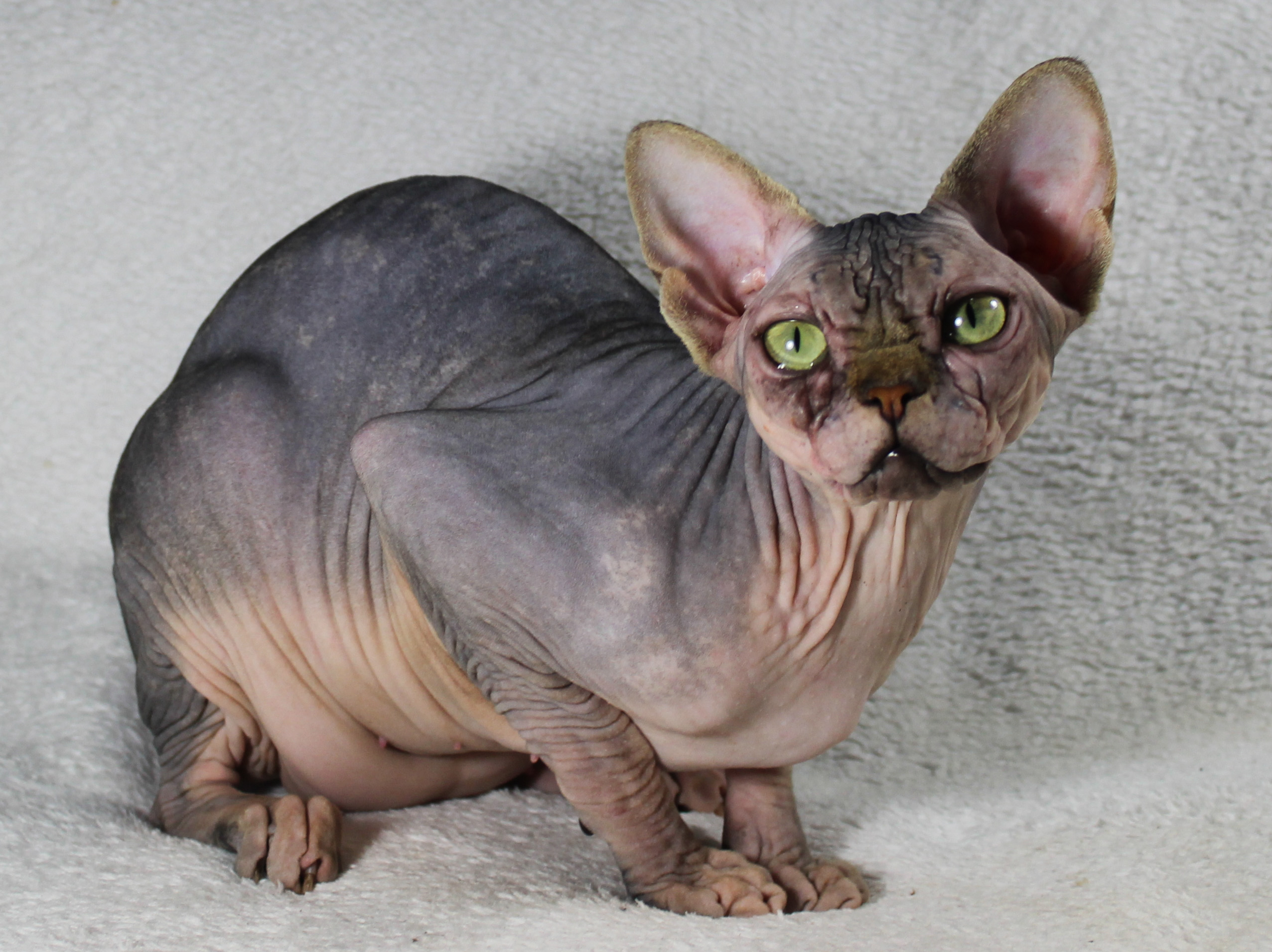 EPR. Natanuda Sedmoe Nebo